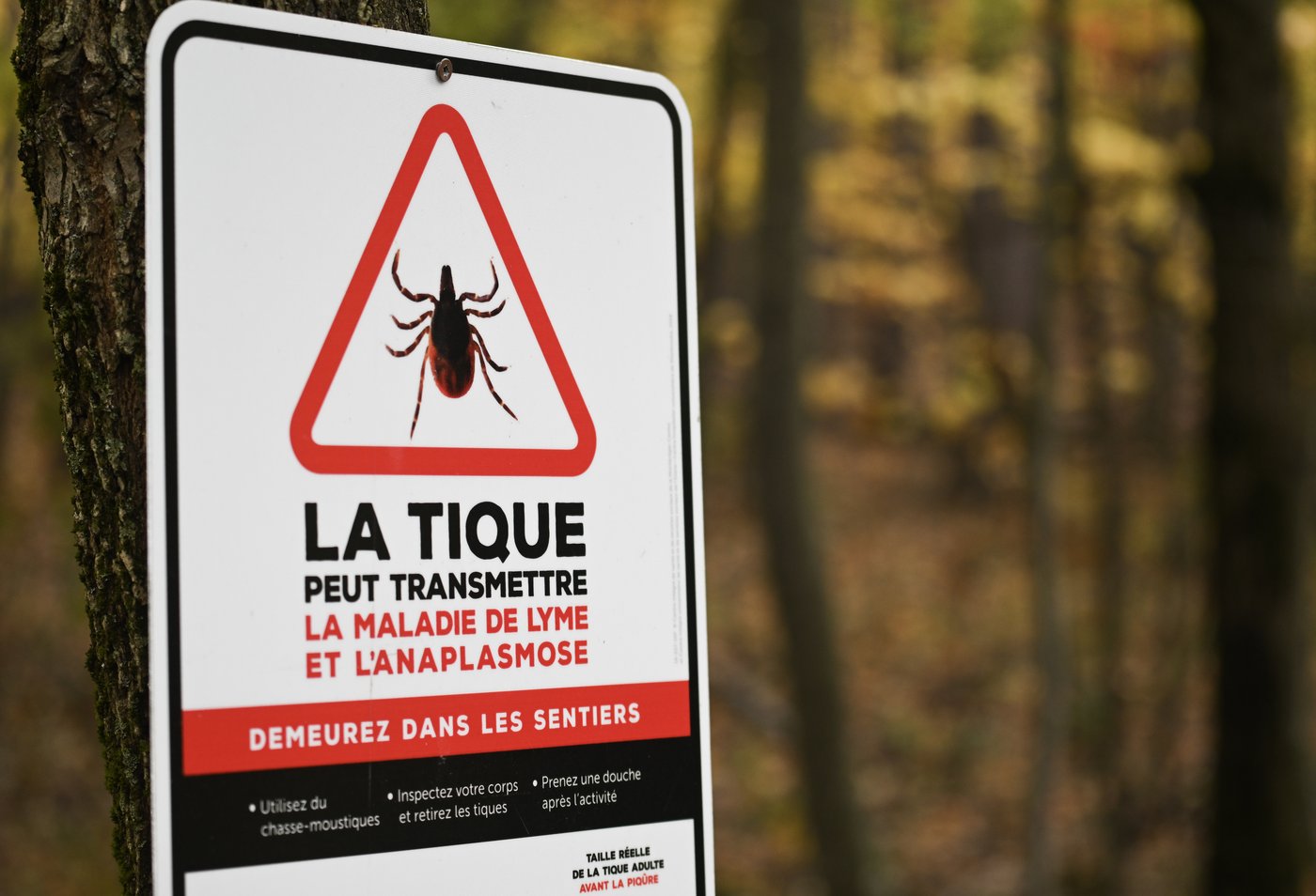 Cases of Lyme disease in Montreal highest in more than 20 years | NanaimoNewsNOW