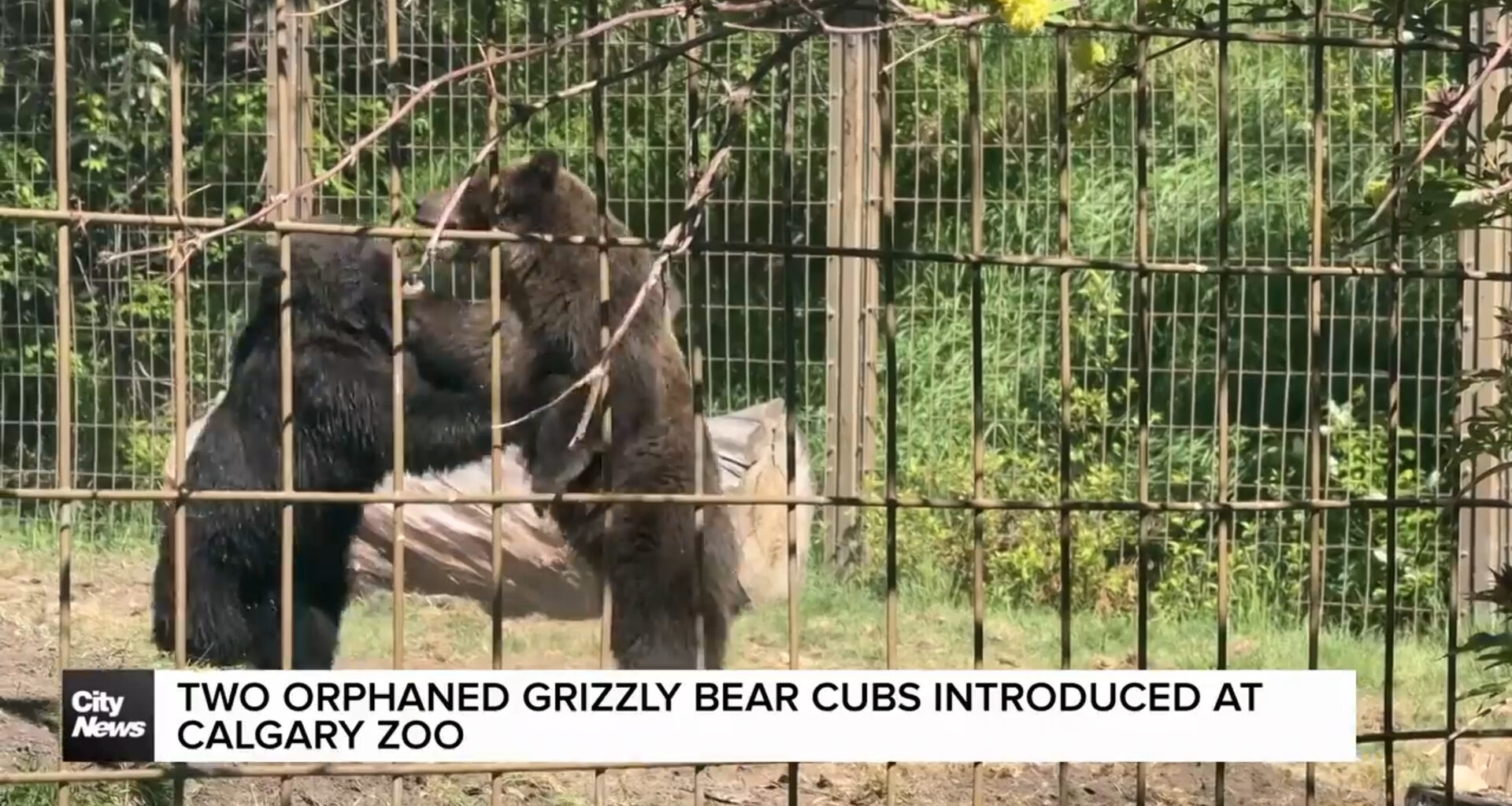 Two orphans Grizzly Bear cubs introduced at Calgary Zoo