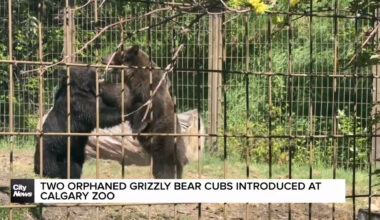Two orphans Grizzly Bear cubs introduced at Calgary Zoo
