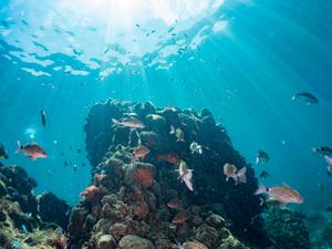 Ocean acidification is ruining reef fishes’ social lives
