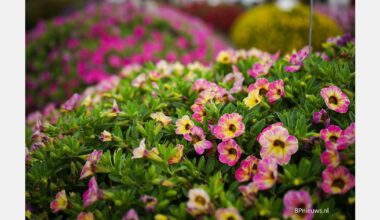 Enhancing petunia propagation through light optimization