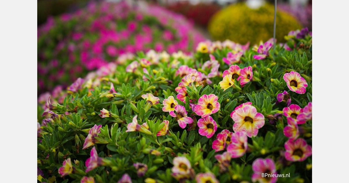 Enhancing petunia propagation through light optimization