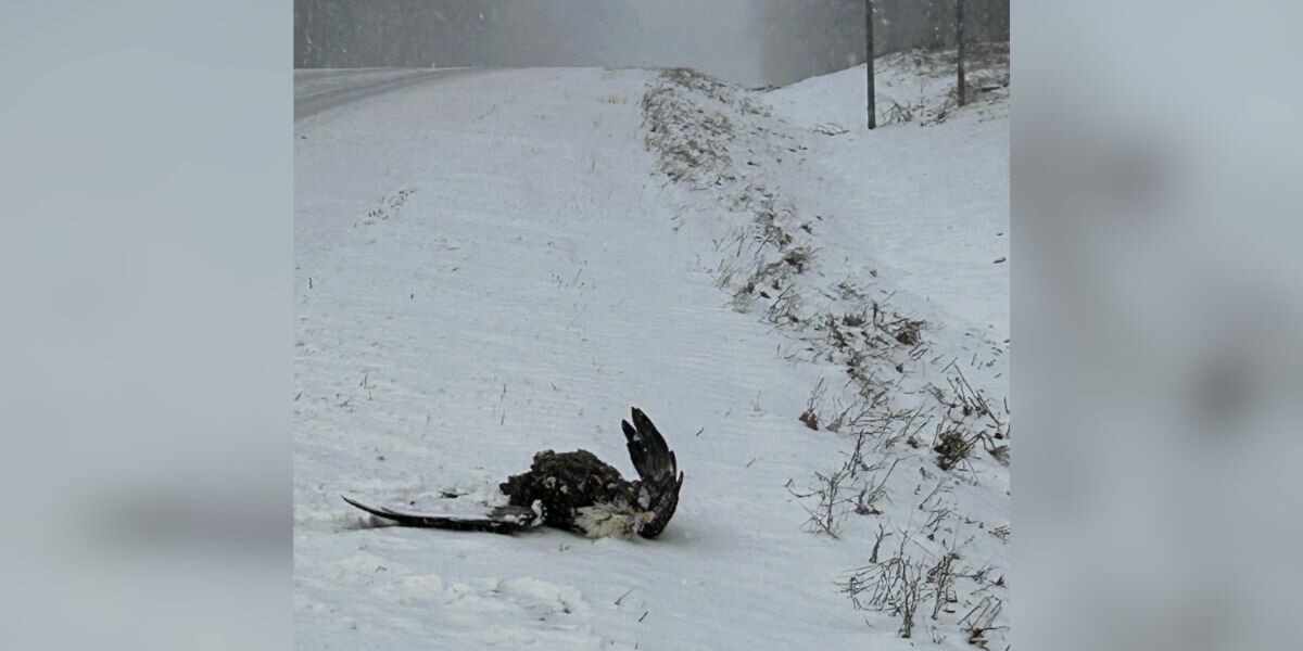 Majestic Bird 'Left For Dead' On Roadside Opens His Eyes — And Sees His Hero