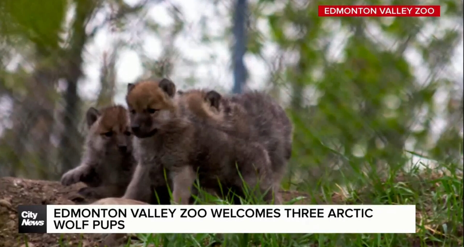 Edmonton Valley Zoo welcomes three Arctic wolf pups