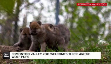 Edmonton Valley Zoo welcomes three Arctic wolf pups