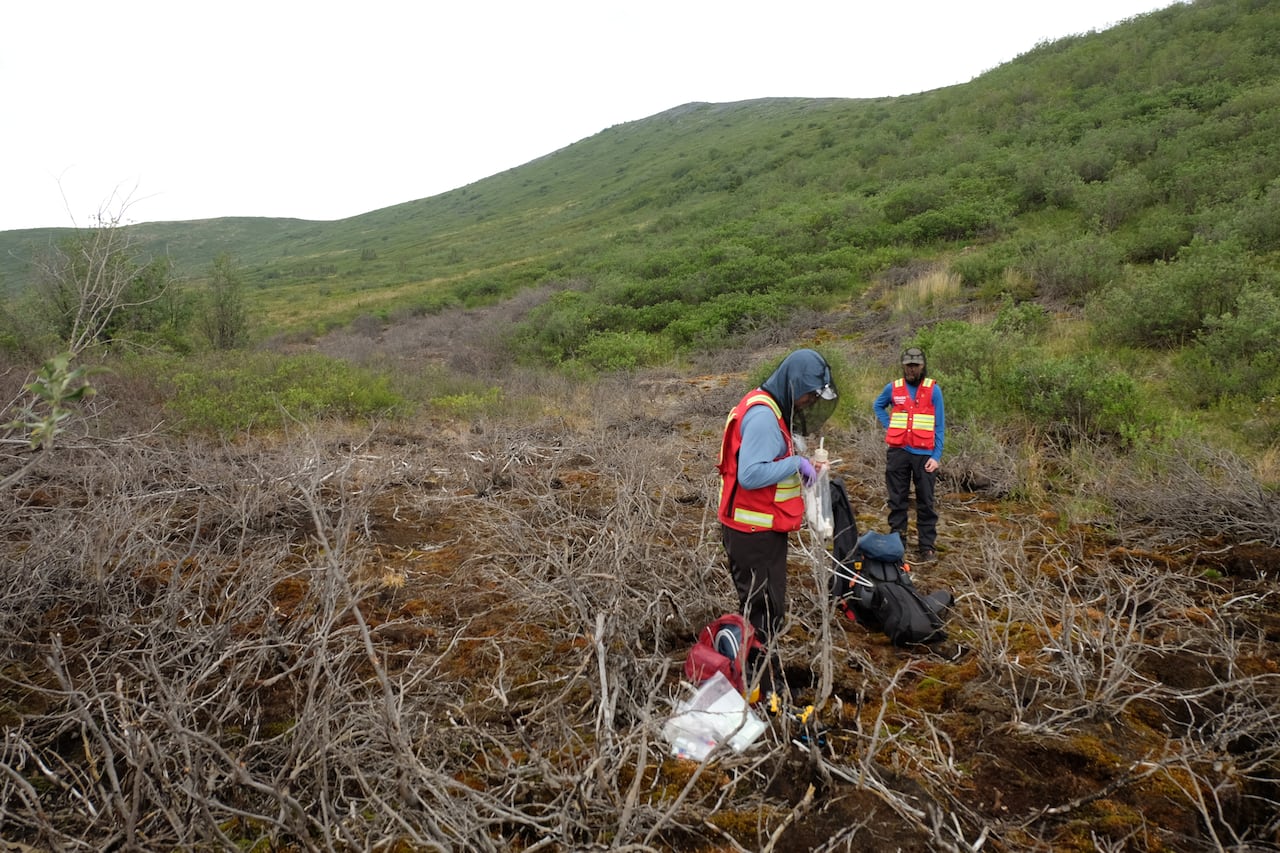 Workers standing in a patch of dead vegetation in a mountain landscape.