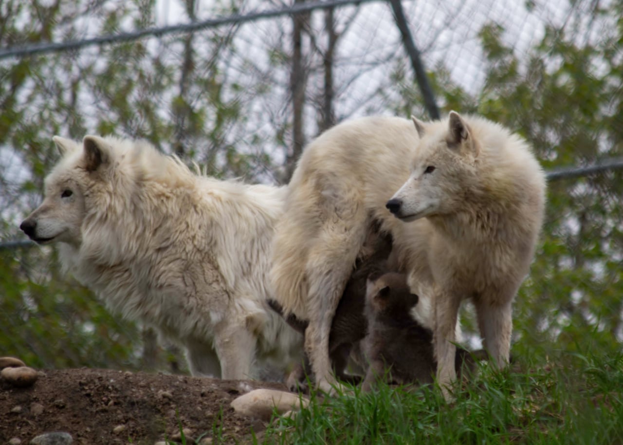 Two adult Hudson's Bay wolves with their puppies
