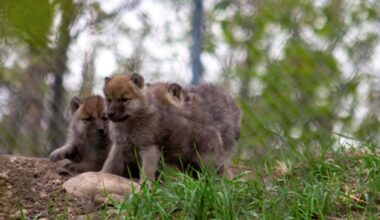 The Edmonton Valley Zoo welcomes the birth of three new wolf pups