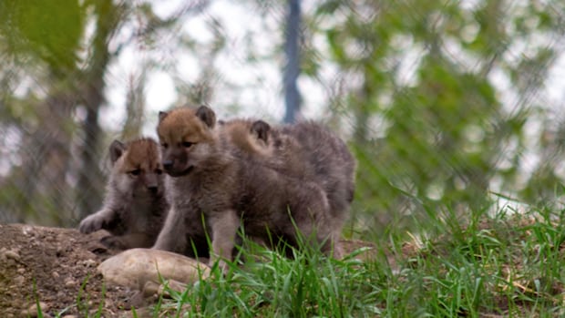 The Edmonton Valley Zoo welcomes the birth of three new wolf pups
