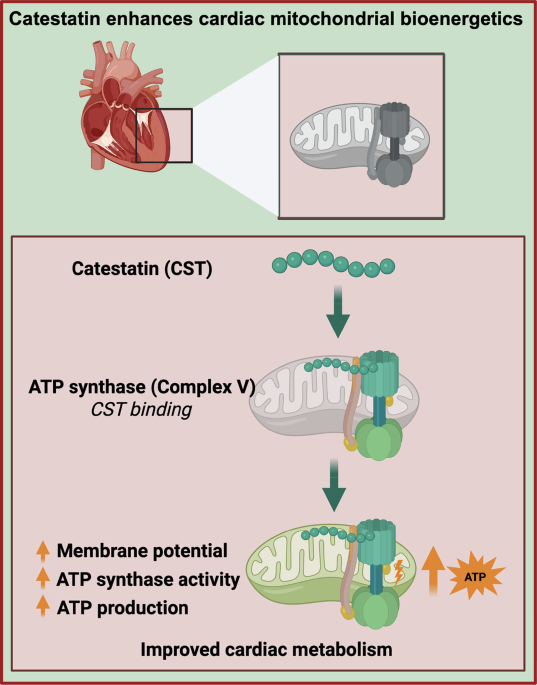Catestatin restores cardiac metabolic flexibility and enhances mitochondrial function
