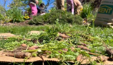 Dartmouth community garden finds its roots in Acadian history
