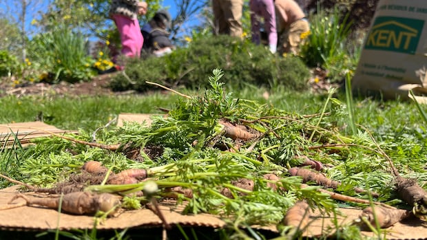 Dartmouth community garden finds its roots in Acadian history