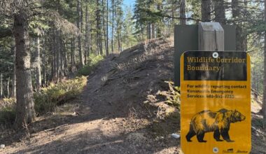 Grizzly bear bluff charge closes popular stretch of Kananaskis highway