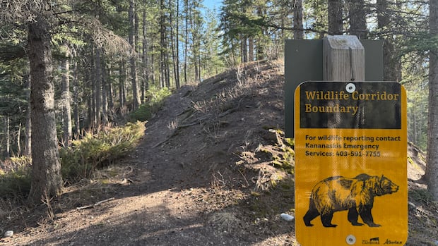 Grizzly bear bluff charge closes popular stretch of Kananaskis highway