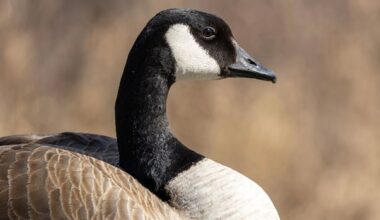 Here's how Alberta zoos are protecting birds from avian flu