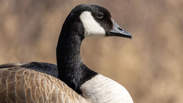 Here's how Alberta zoos are protecting birds from avian flu
