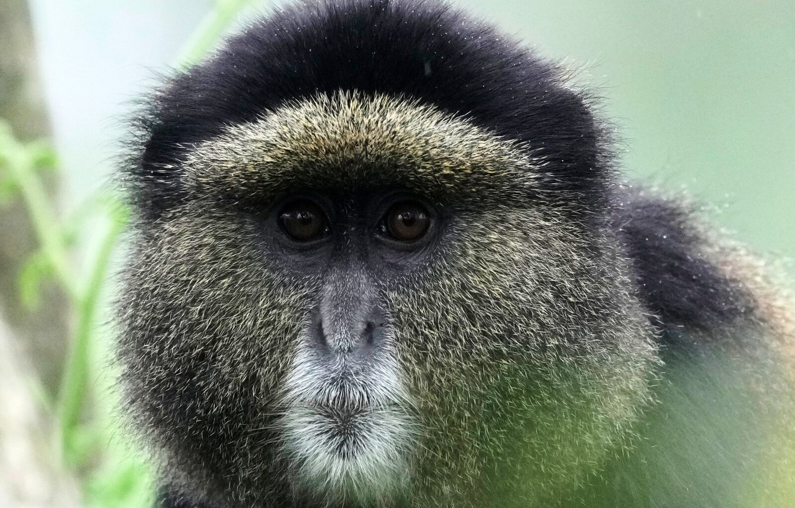 How collecting DNA samples in the wild could transform conservation – Winnipeg Free Press