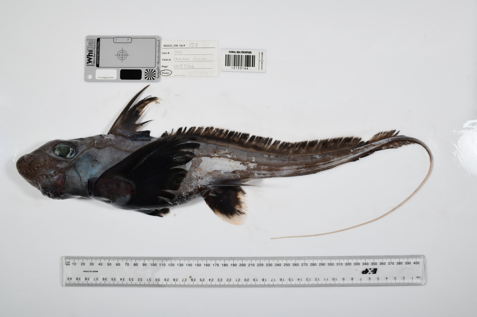 The ‘Ghost Shark’ Chimaera (Chimaera sp. 1) 