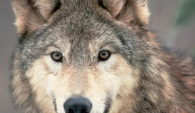 Meet Your Birth Month Woodland Animal – and the Meaning Behind 12 Forest-Dwelling Critters