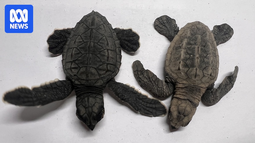 Rare sea turtle hybrid hatches at Queensland's largest mainland turtle nesting site
