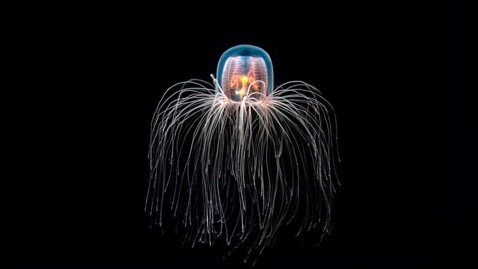 Immortal Jellyfish (Turritopsis dohrnii)