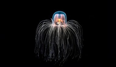 Meet The Immortal Jellyfish That Can Reverse Its Own Aging Process — A Biologist Explains