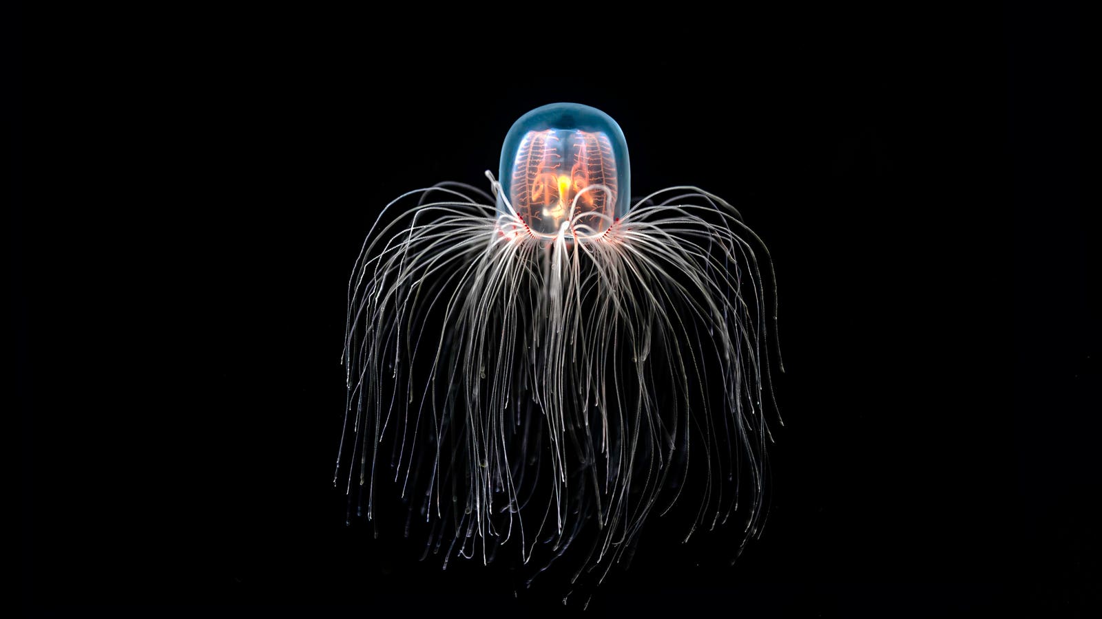 Meet The Immortal Jellyfish That Can Reverse Its Own Aging Process — A Biologist Explains