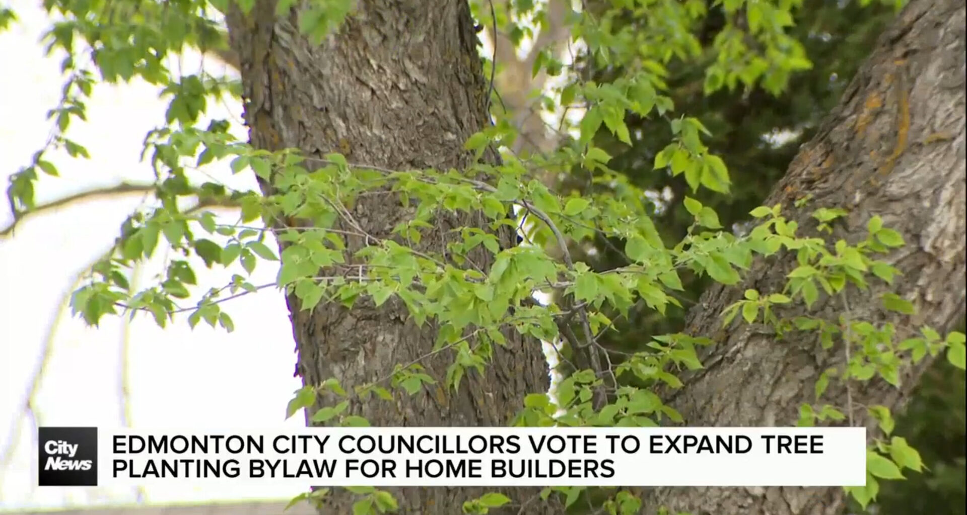 Edmonton city councillors vote to expand tree planting securities for home builders