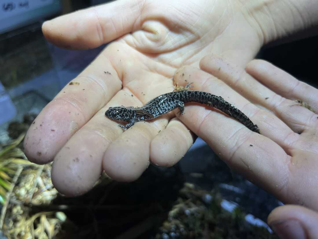 Frosted flatwoods salamander, "frosties," as they're lovingly called, are one of most imperiled amphibians in the U.S.
