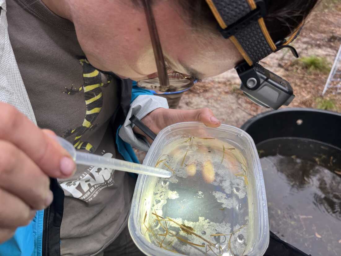 A single macroscopic predator that goes undetected in the water they've collected from wetlands can eat salamander eggs or aquatic larvae.