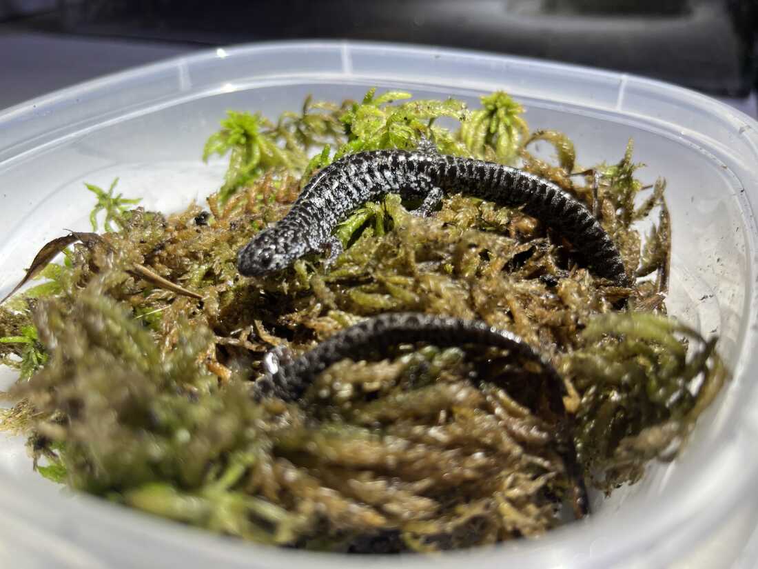 Frosted flatwoods salamanders, or "frosties," as they're lovingly called, are one of the most imperiled amphibians in the U.S.