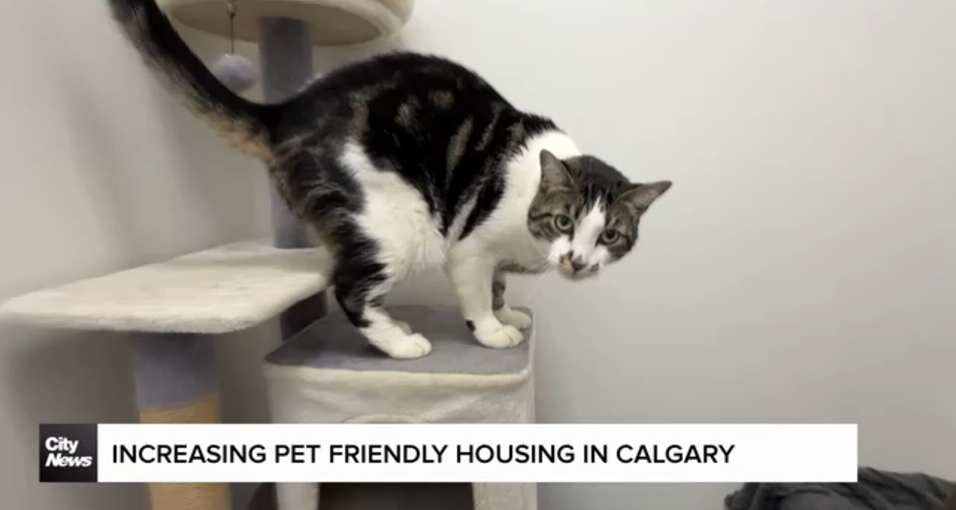 Increasing pet friendly housing in Calgary