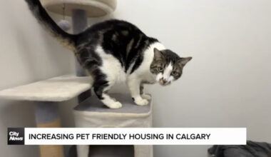 Increasing pet friendly housing in Calgary
