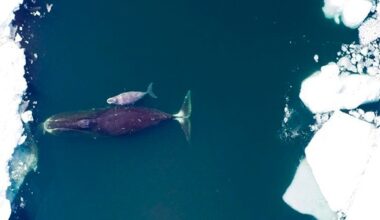 How do you know a bowhead whale is feeding? It’s all in the way it moves, shows study - Dal News