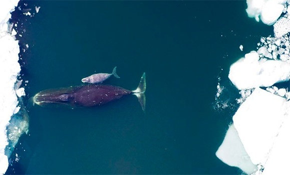 How do you know a bowhead whale is feeding? It’s all in the way it moves, shows study - Dal News