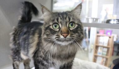 New campaign tries to fix lack of pet-friendly rentals in Calgary