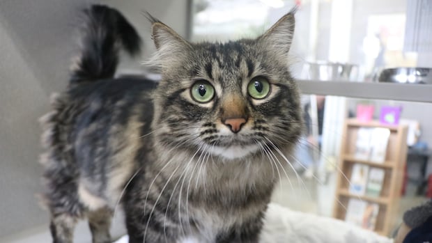 New campaign tries to fix lack of pet-friendly rentals in Calgary