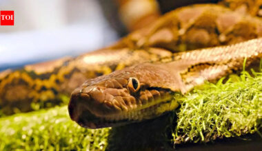 6 snake-filled waters in British Columbia: From the Fraser River and Hotel Lake |