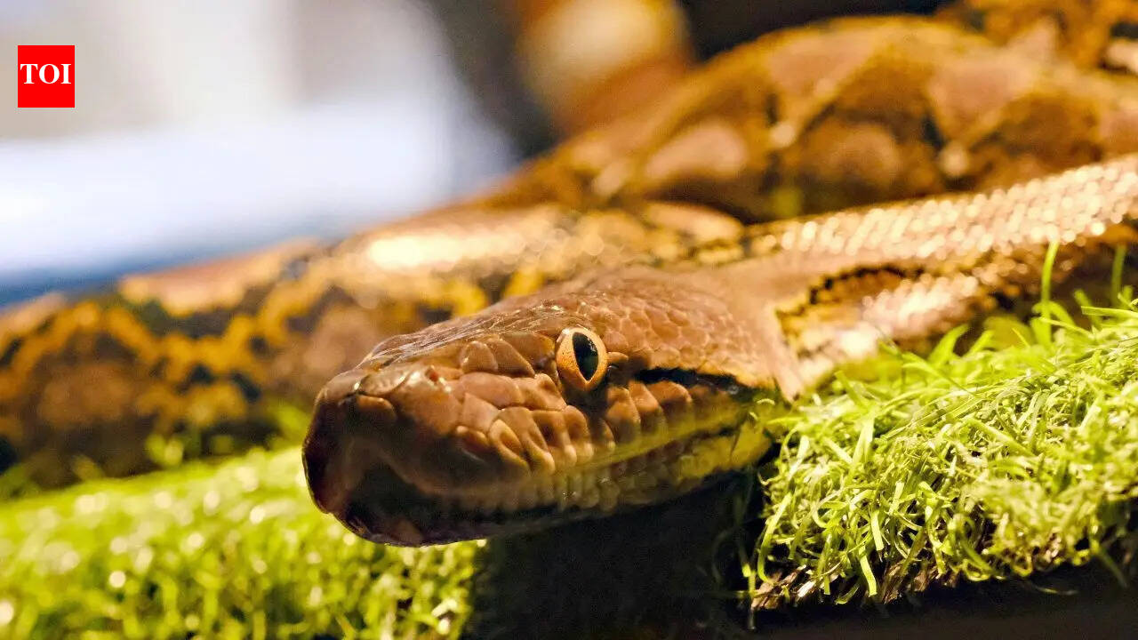 6 snake-filled waters in British Columbia: From the Fraser River and Hotel Lake |