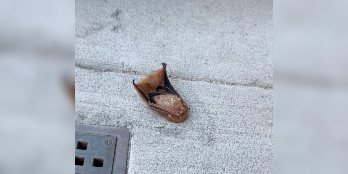 Woman Almost Steps On Brown 'Leaf' On Sidewalk — Then Realizes It's A Stunned Animal