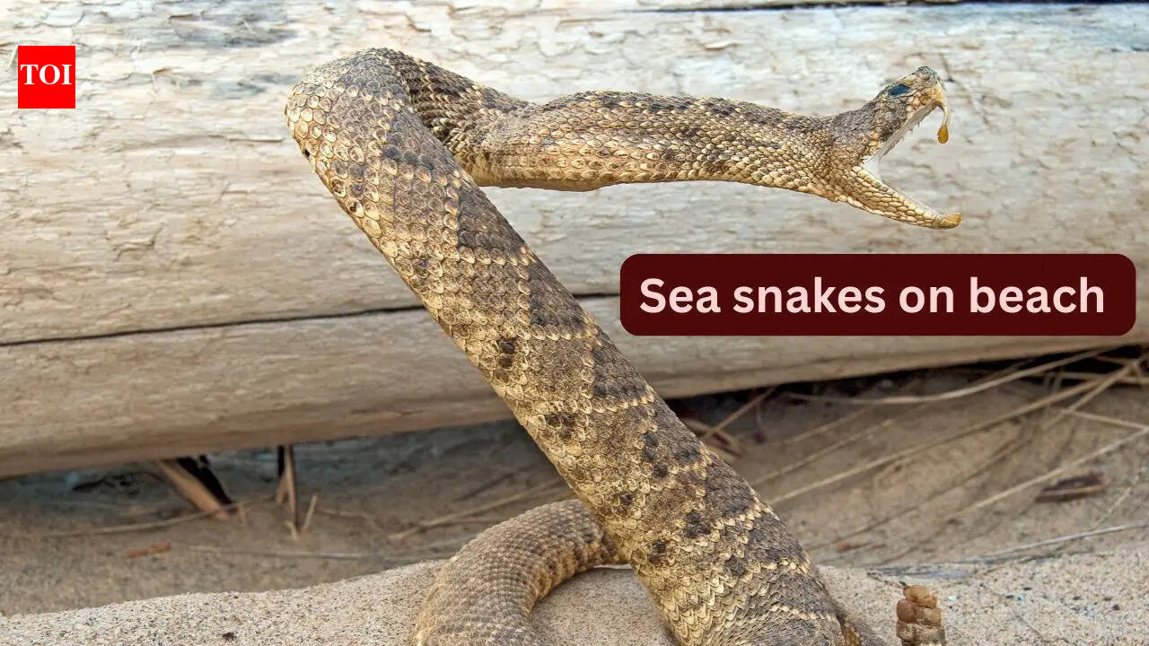 10 unique sea snakes and places they can be found on beach by travellers