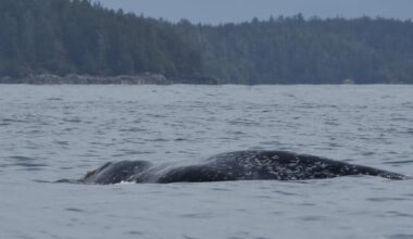 8 grey whales have been found dead in B.C. this year