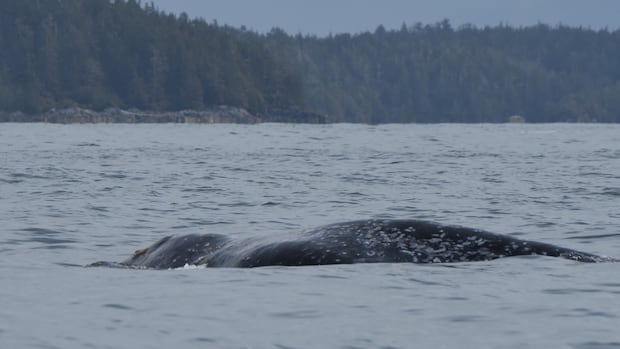 8 grey whales have been found dead in B.C. this year
