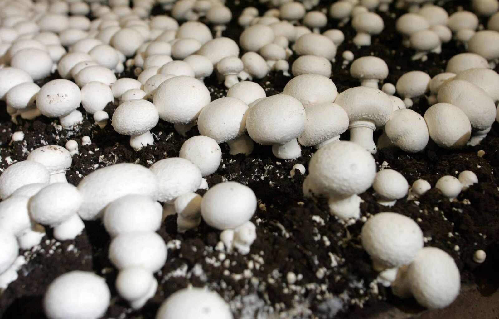 Mushroom producers face ‘worrying’ duties – Winnipeg Free Press
