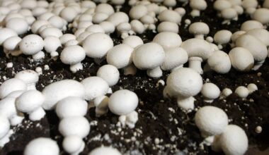 Mushroom producers face ‘worrying’ duties – Winnipeg Free Press