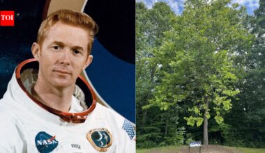 Meet the Moon Trees: Apollo 14 astronaut carried hundreds of tree seeds around the Moon in 1971 and now they are flourishing across America |