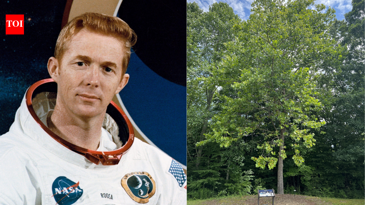 Meet the Moon Trees: Apollo 14 astronaut carried hundreds of tree seeds around the Moon in 1971 and now they are flourishing across America |