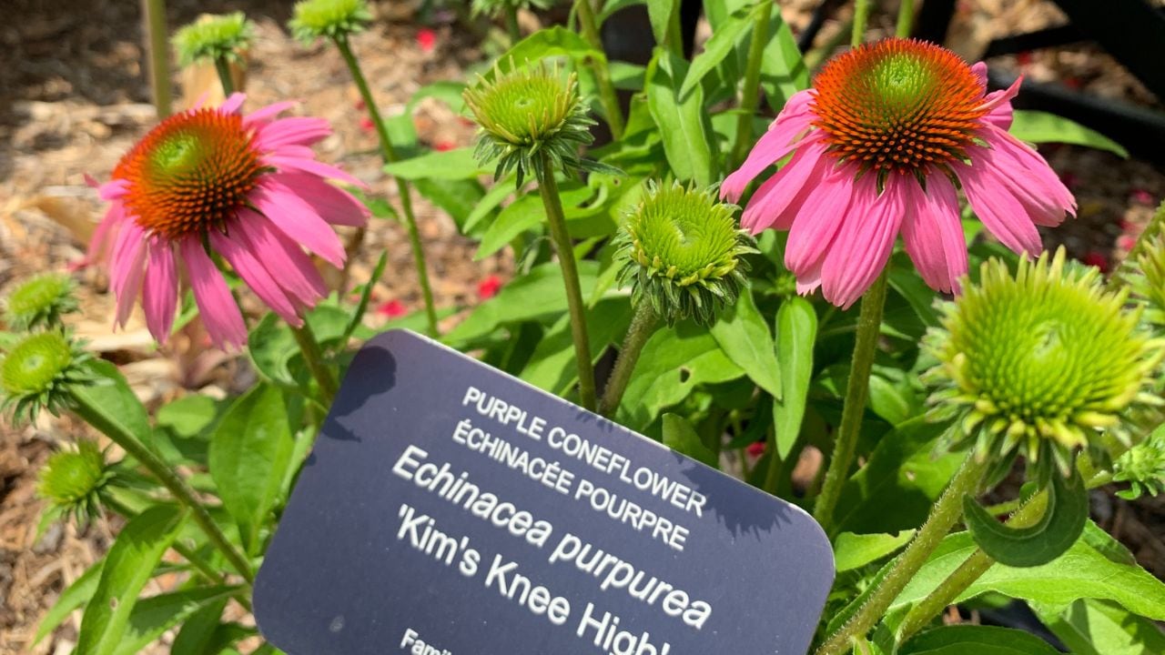 Closeup on purple flowers in a garden with a sign in front of them that says 'Purple Coneflower echinacea purpurea.'