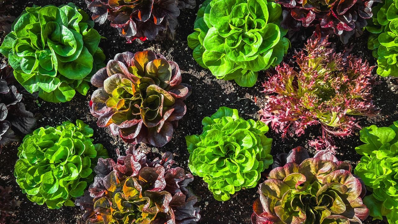 Top down shot of lettuce growing in soil in a garden.