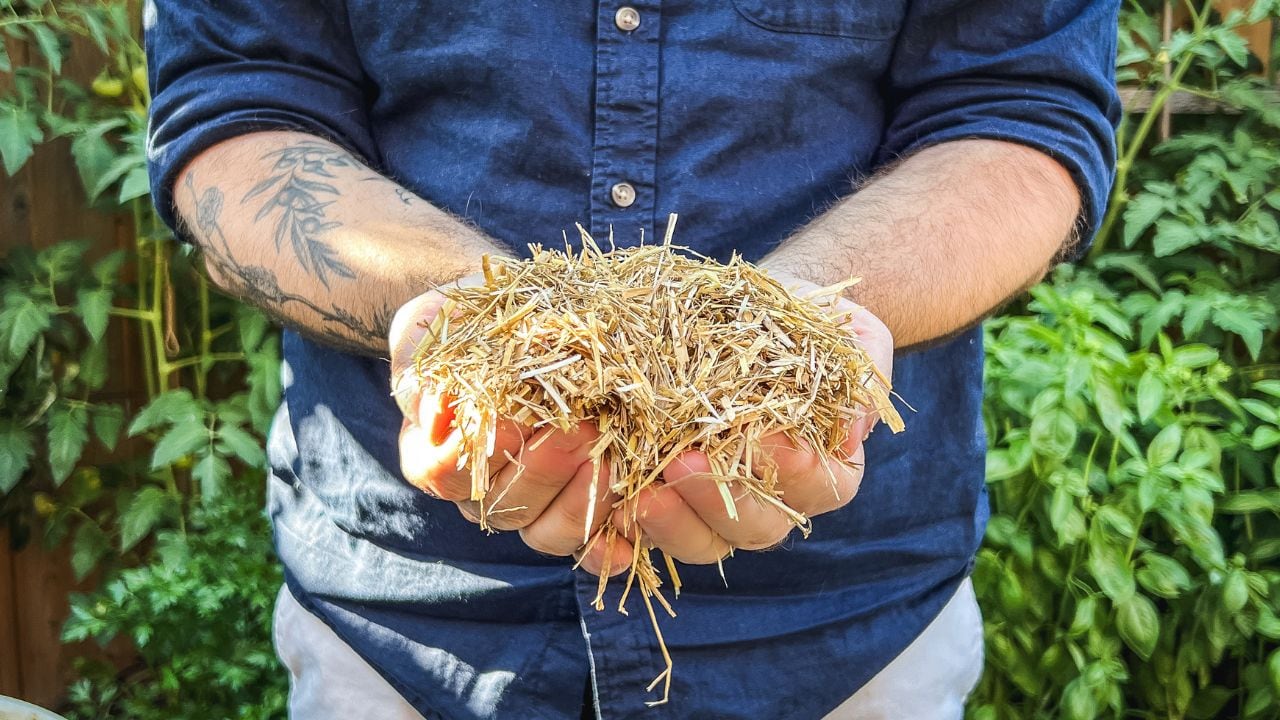 Closeup on hands holding straw in the garden.